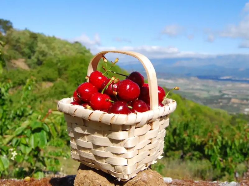 Primavera