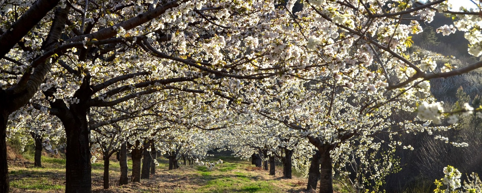 Cerejeiras em flor na Serra da Gardunha